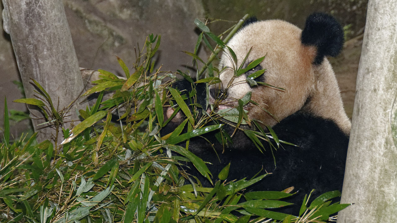 20161106 143838•Zoo Pandas•Jiulongpo District•Chongqing•China